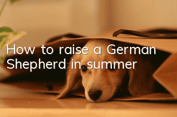 How to raise a German Shepherd in summer?