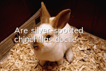 Are silver-spotted chinchillas docile?