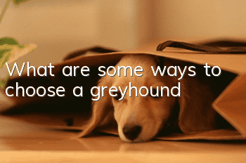 What are some ways to choose a greyhound?
