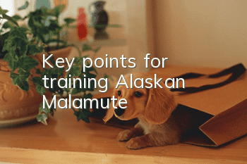 Key points for training Alaskan Malamute