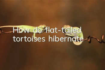How do flat-tailed tortoises hibernate?