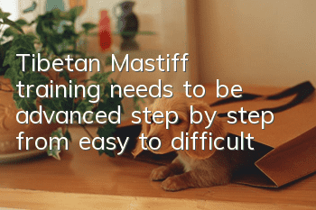 Tibetan Mastiff training needs to be advanced step by step from easy to difficult