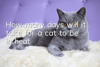 How many days will it take for a cat to be in heat?