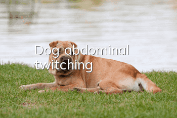 Dog abdominal twitching