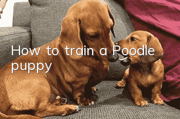 How to train a Poodle puppy?