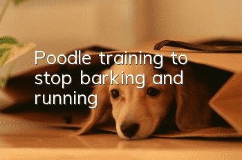 Poodle training to stop barking and running