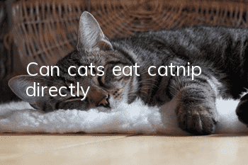 Can cats eat catnip directly?