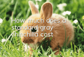 How much does a standard gray chinchilla cost?