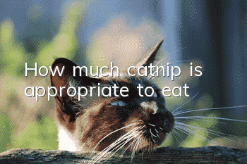 How much catnip is appropriate to eat?