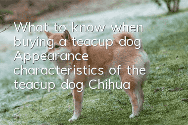 What to know when buying a teacup dog: Appearance characteristics of the teacup dog Chihuahua