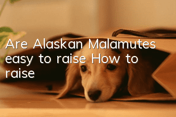 Are Alaskan Malamutes easy to raise? How to raise