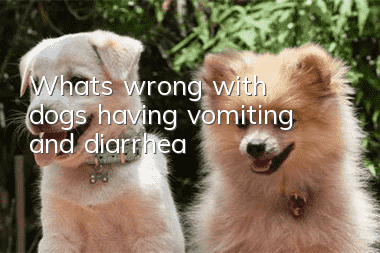 What’s wrong with dogs having vomiting and diarrhea?