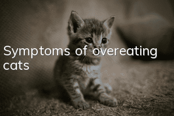 Symptoms of overeating cats