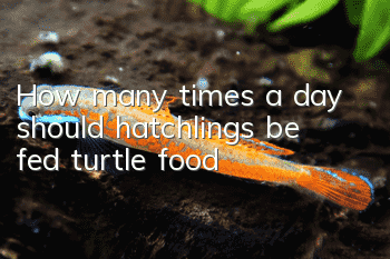 How many times a day should hatchlings be fed turtle food?