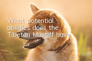 What potential abilities does the Tibetan Mastiff have?