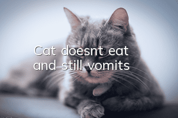 Cat doesn't eat and still vomits