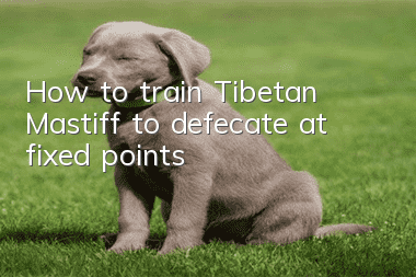 How to train Tibetan Mastiff to defecate at fixed points