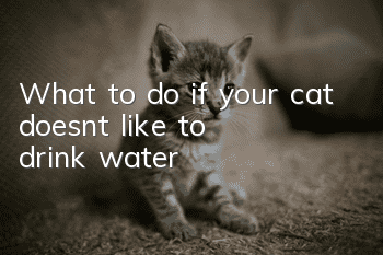 What to do if your cat doesn’t like to drink water