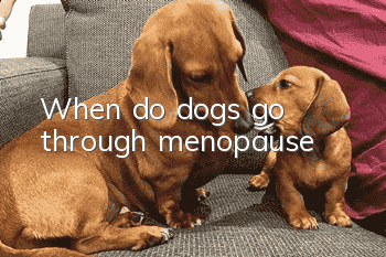 When do dogs go through menopause?