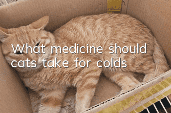 What medicine should cats take for colds?