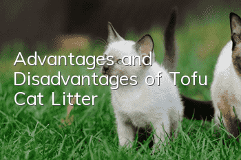 Advantages and Disadvantages of Tofu Cat Litter