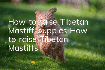 How to raise Tibetan Mastiff puppies? How to raise Tibetan Mastiffs