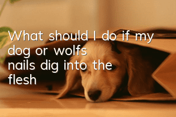 What should I do if my dog or wolf’s nails dig into the flesh?