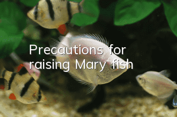 Precautions for raising Mary fish