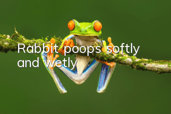 Rabbit poops softly and wetly