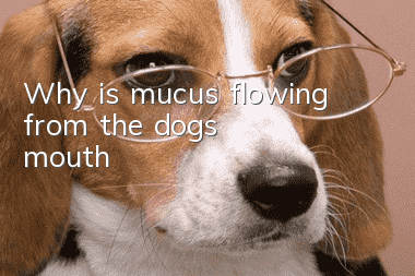 Why is mucus flowing from the dog's mouth?