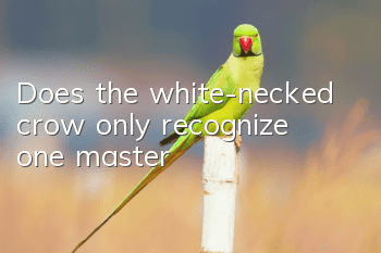 Does the white-necked crow only recognize one master?