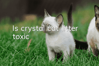 Is crystal cat litter toxic?