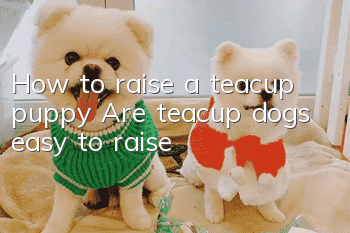 How to raise a teacup puppy? Are teacup dogs easy to raise?
