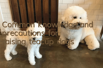Common knowledge and precautions for raising teacup dogs