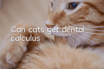 Can cats get dental calculus?