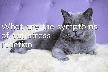 What are the symptoms of cat stress reaction?