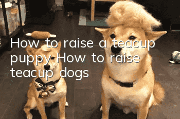 How to raise a teacup puppy? How to raise teacup dogs