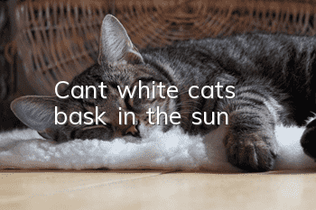Can’t white cats bask in the sun?