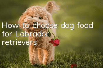 How to choose dog food for Labrador retrievers