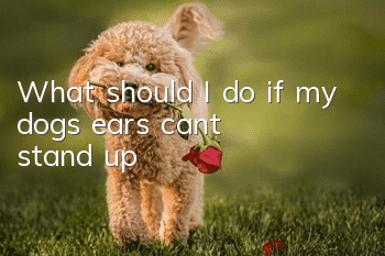 What should I do if my dog’s ears can’t stand up?