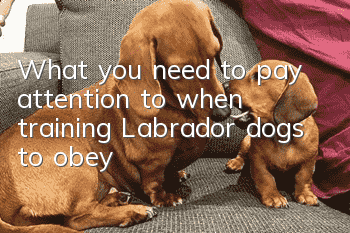 What you need to pay attention to when training Labrador dogs to obey