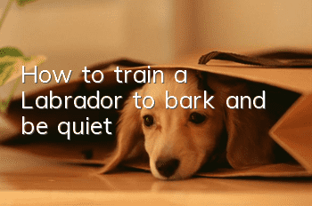 How to train a Labrador to bark and be quiet