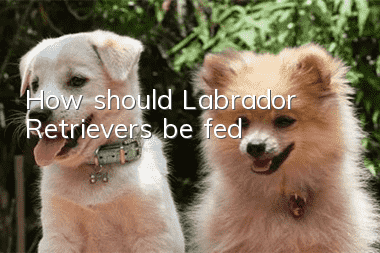 How should Labrador Retrievers be fed?
