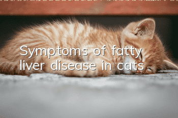 Symptoms of fatty liver disease in cats