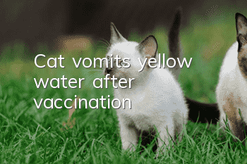 Cat vomits yellow water after vaccination