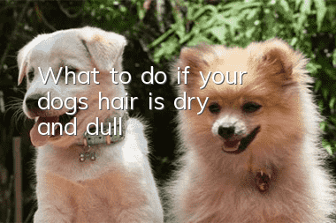 What to do if your dog’s hair is dry and dull