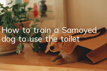 How to train a Samoyed dog to use the toilet