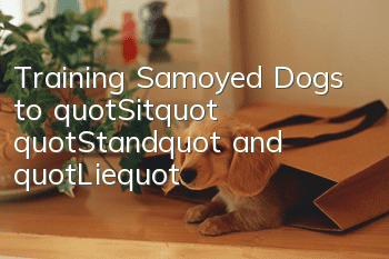 Training Samoyed Dogs to "Sit", "Stand" and "Lie"