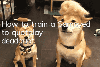 How to train a Samoyed to "play dead"