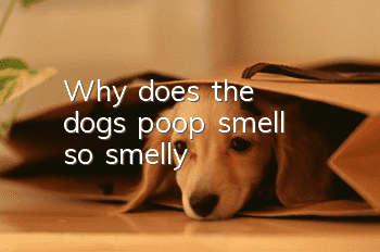 Why does the dog's poop smell so smelly?